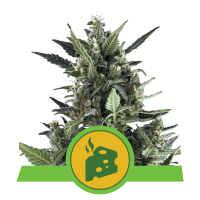 Royal Queen Blue Cheese | Auto | Pack of 100