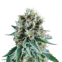 Royal Queen Bubble Kush | Auto | Pack of 100