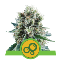 Royal Queen Bubble Kush | Auto | Pack of 100