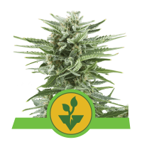 Royal Queen Easy Bud | Auto | Pack of 100
