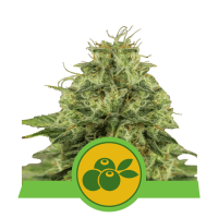 Royal Queen Haze Berry | Auto | Pack of 100