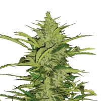 Royal Queen Fast Eddy CBD | Auto | Pack of 100