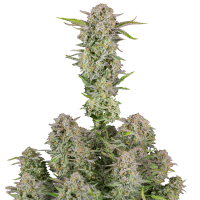 Fast Buds Bruce Banner | Auto | Pack of 100