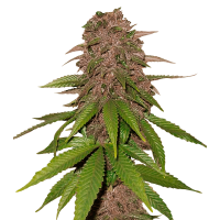 Fast Buds C4 | Auto | Pack of 100