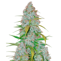 Fast Buds Californian Snow | Auto | Pack of 100