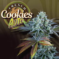 T.H. Seeds Auto French Cookies | Auto | Pack of 6