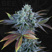 T.H. Seeds Auto French Cookies | Auto | Pack of 6
