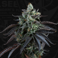 T.H. Seeds Auto French Macaron | Auto | Pack of 6