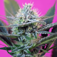 Sweet Seeds +Speed | Auto | Pack of 25