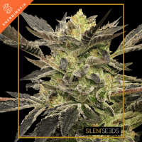 Silent Seeds Pink Sunset by Sherbinskis | Auto | Pack of 10