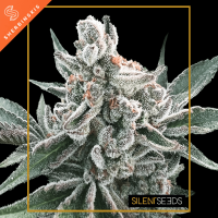 Silent Seeds Polar Gelato by Sherbinskis | Auto | Pack of 10