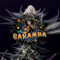 Paradise Seeds Caramba | Fem | Pack of 3