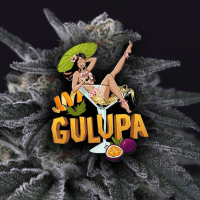 Paradise Seeds Gulupa | Fem | Pack of 3