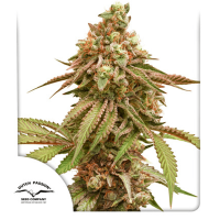 Dutch Passion Tropical Tangie | Fem | Pack of 3