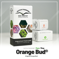 Dutch Passion Orange Bud | Reg | Pack of 10