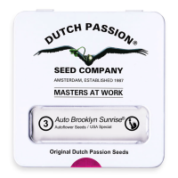 Dutch Passion Auto Brooklyn Sunrise | Auto | Pack of 3