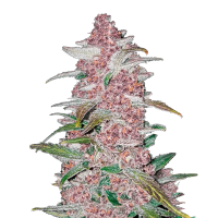 Fast Buds Blackberry | Auto | Pack of 5