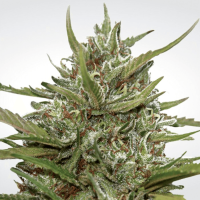 Paradise Seeds Auto White Berry | Auto | Pack of 10