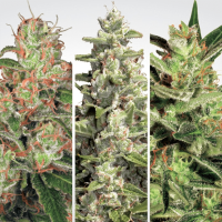 Paradise Seeds Auto Collection Pack # 2 | Auto | Pack of 6