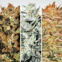 Paradise Seeds Indica Champions | Fem | Pack of 6