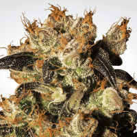 Paradise Seeds White Berry | Fem | Pack of 10