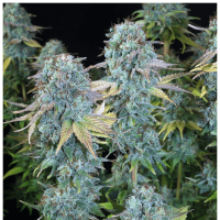 Serious Seeds Serious Happiness | Reg | Pack of 11