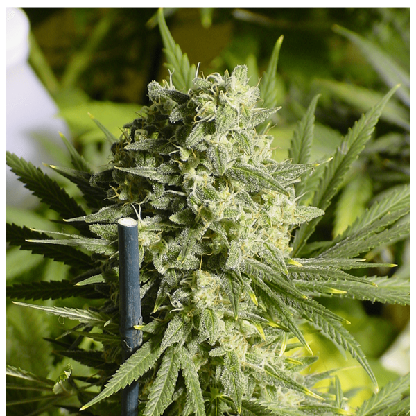 Serious Seeds Double Dutch | Fem | Pack of 6