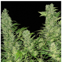 Serious Seeds Double Dutch | Fem | Pack of 6