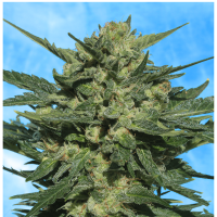 Serious Seeds Auto White Russian # 1 | Auto | Pack of 6
