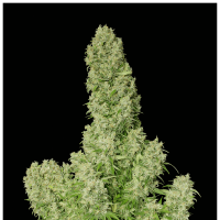 Serious Seeds White Russian | Fem | Pack of 6