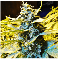 T.H. Seeds Auto Northern Hog | Auto | Pack of 5